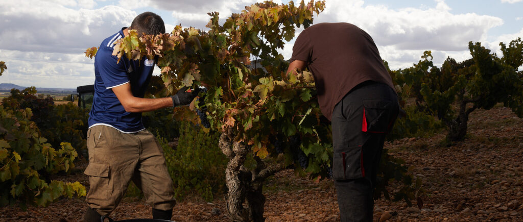 Vinos de la Denominación de Origen Cigales