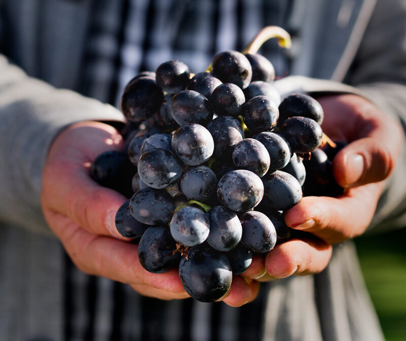 Características de la uva tempranillo